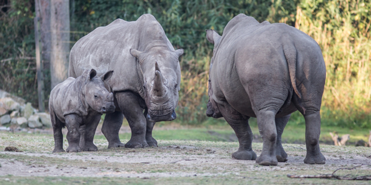 Rome verwelkomt jonge Arnhemse neushoorn