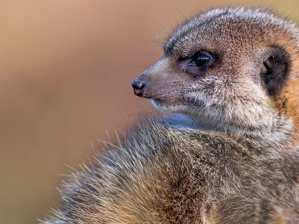 Volg onze dieren op social media