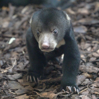 Over de voortplanting