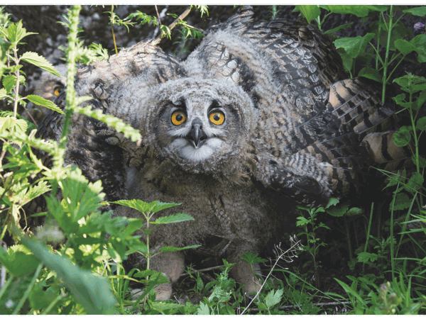 a798ae93-cb63-456d-b33e-c252c6f7f5d3