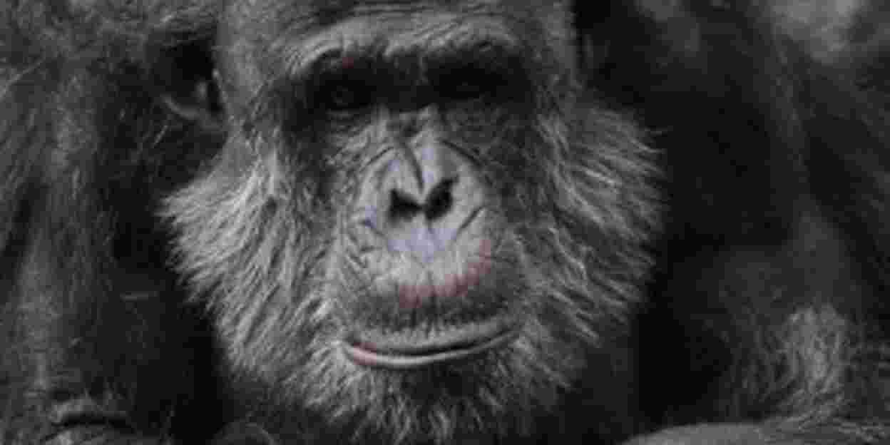 DNA-onderzoek identificeert ondersoorten Chimpansees