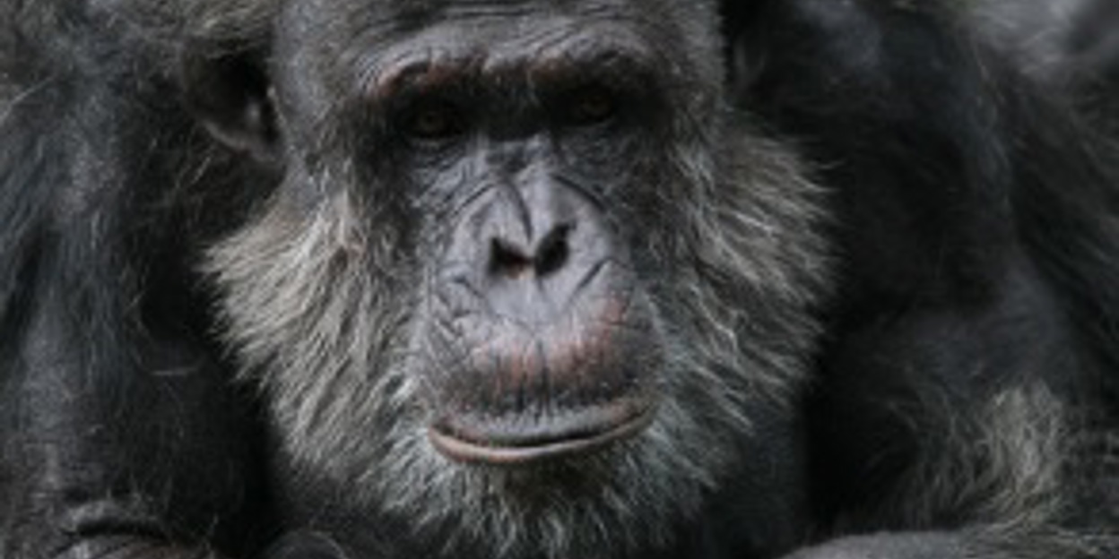 DNA-onderzoek identificeert ondersoorten Chimpansees
