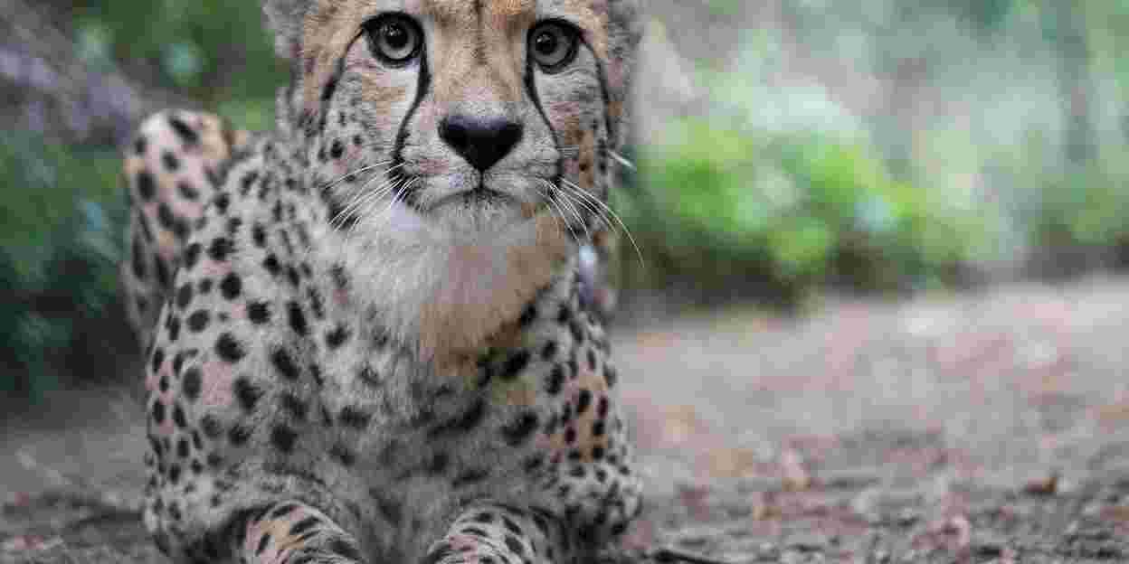Cheetaruil in de hoop op een betere match