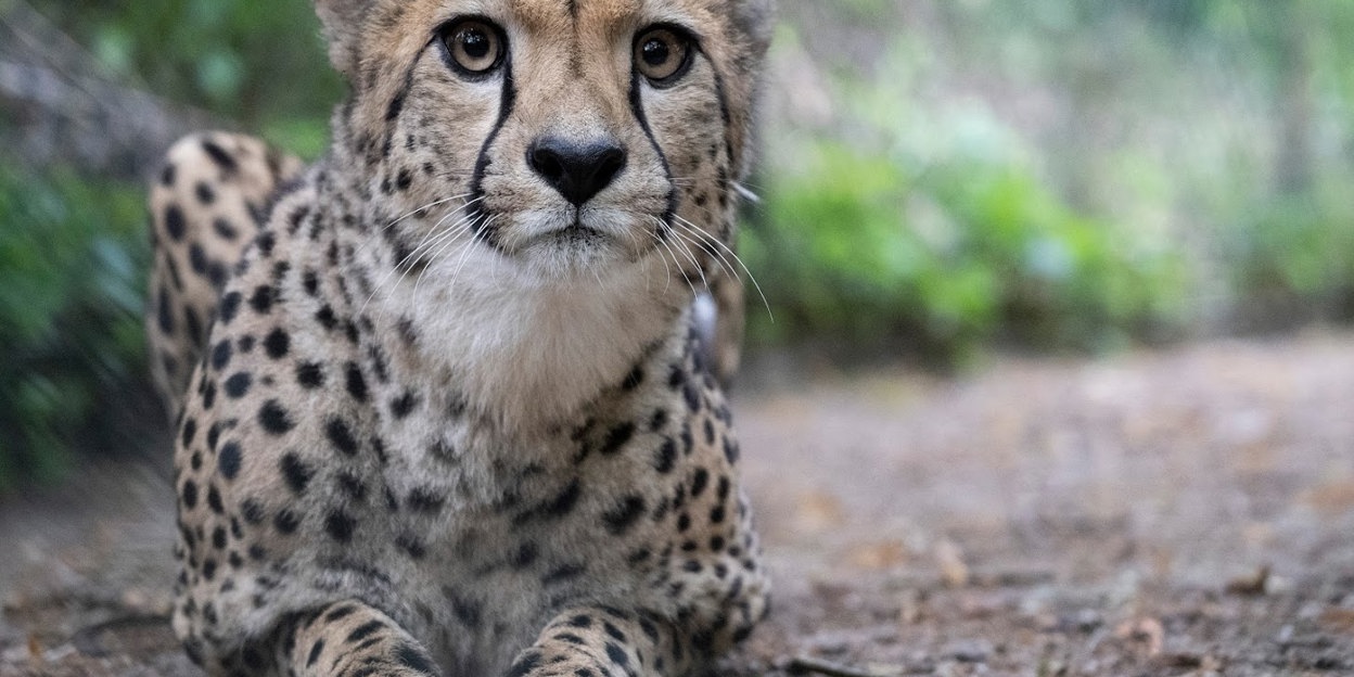 Cheetaruil in de hoop op een betere match