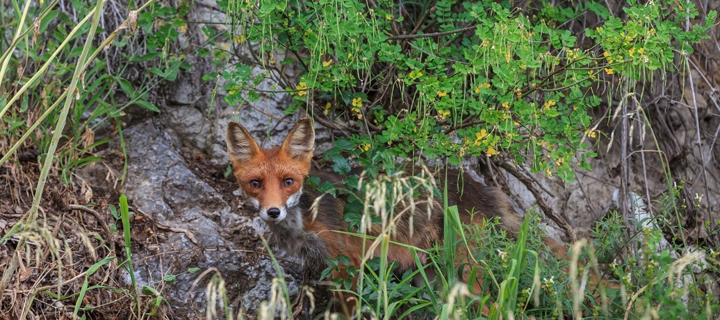 BuurNatuur: Wilde natuur in de zoo!
