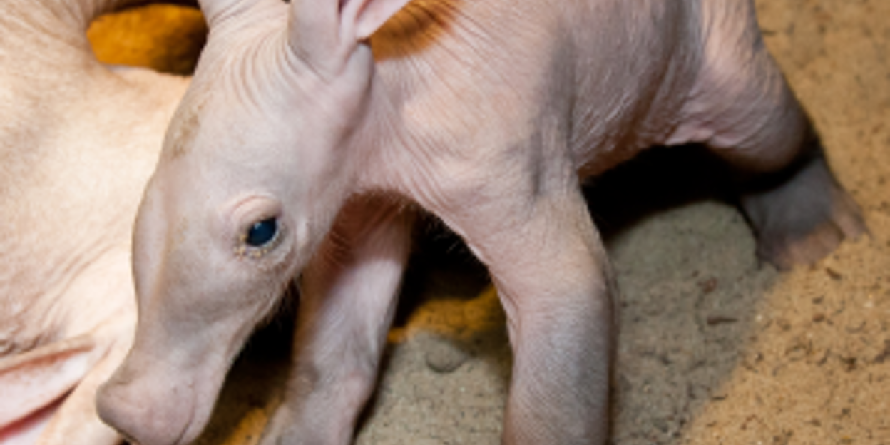 Het jonge aardvarken maakt het goed