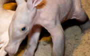 Het jonge aardvarken maakt het goed