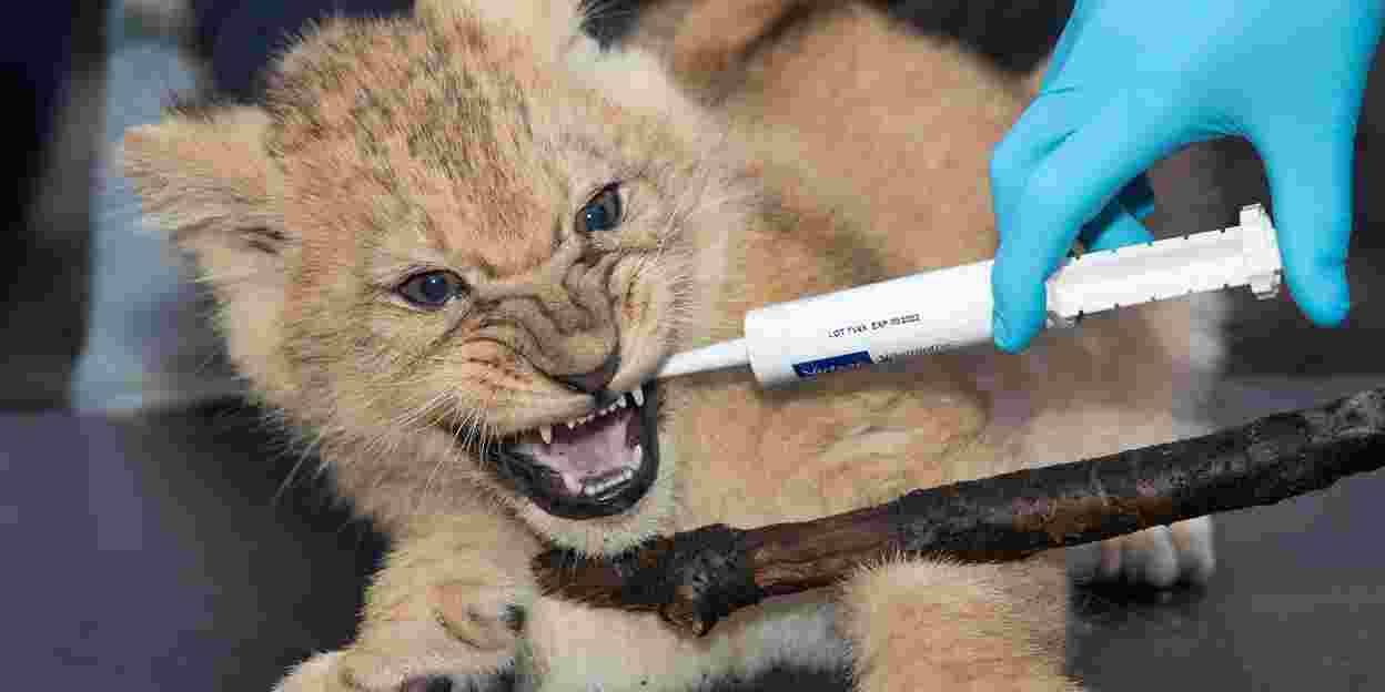 Leeuwendrieling ontvangt tweede enting tegen katten- en niesziekte