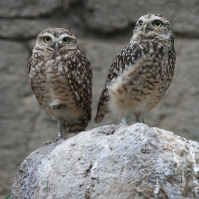 Bedreiging en bescherming