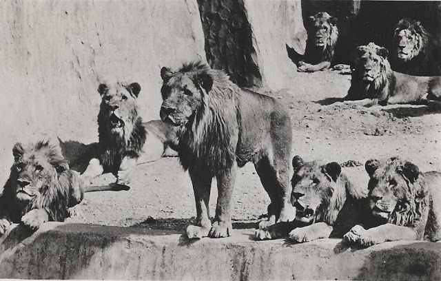 In 1991... | Burgers' Zoo in Arnhem