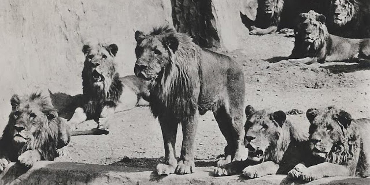 In 1991... | Burgers' Zoo in Arnhem