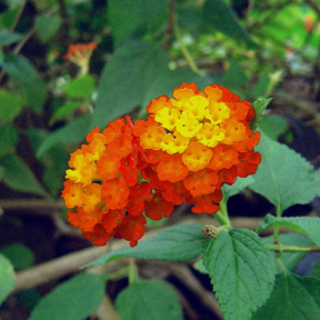 Verkleurbloem