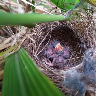 Over de voortplanting