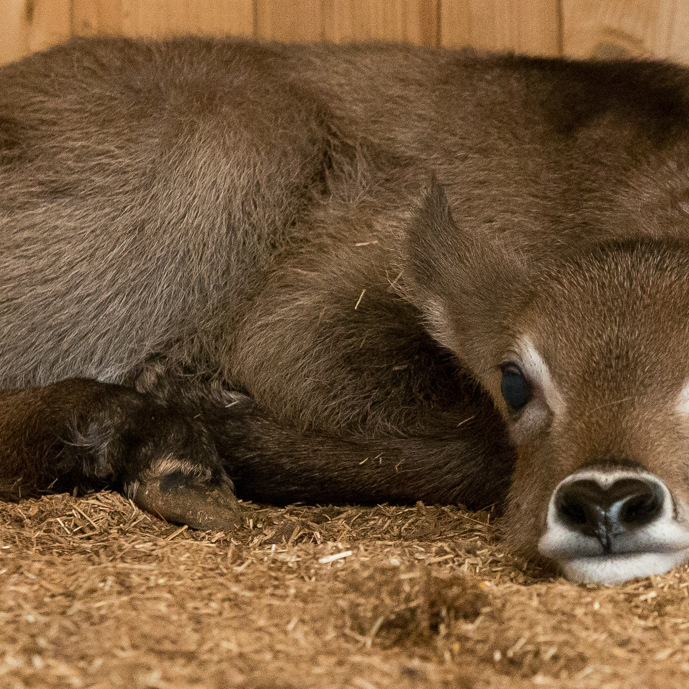 Foksucces bij de waterbokken