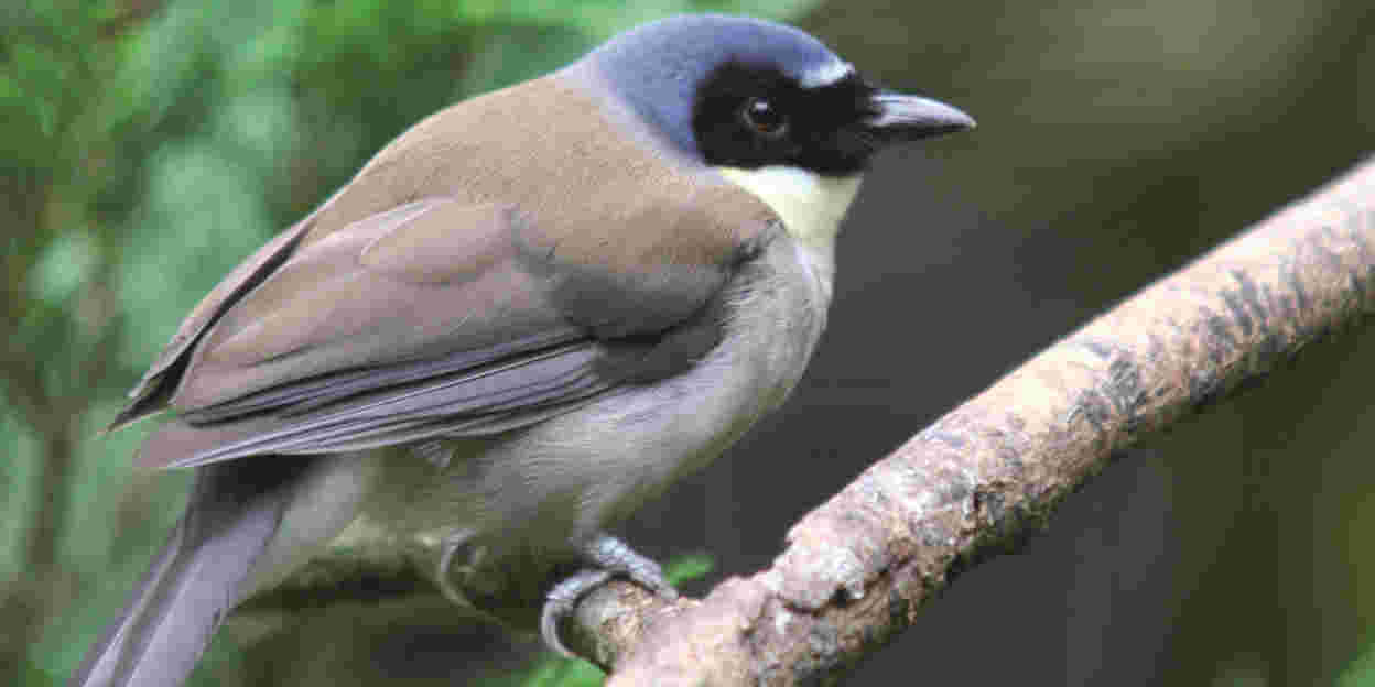 Bedreigde vogelsoort nu in de Bush