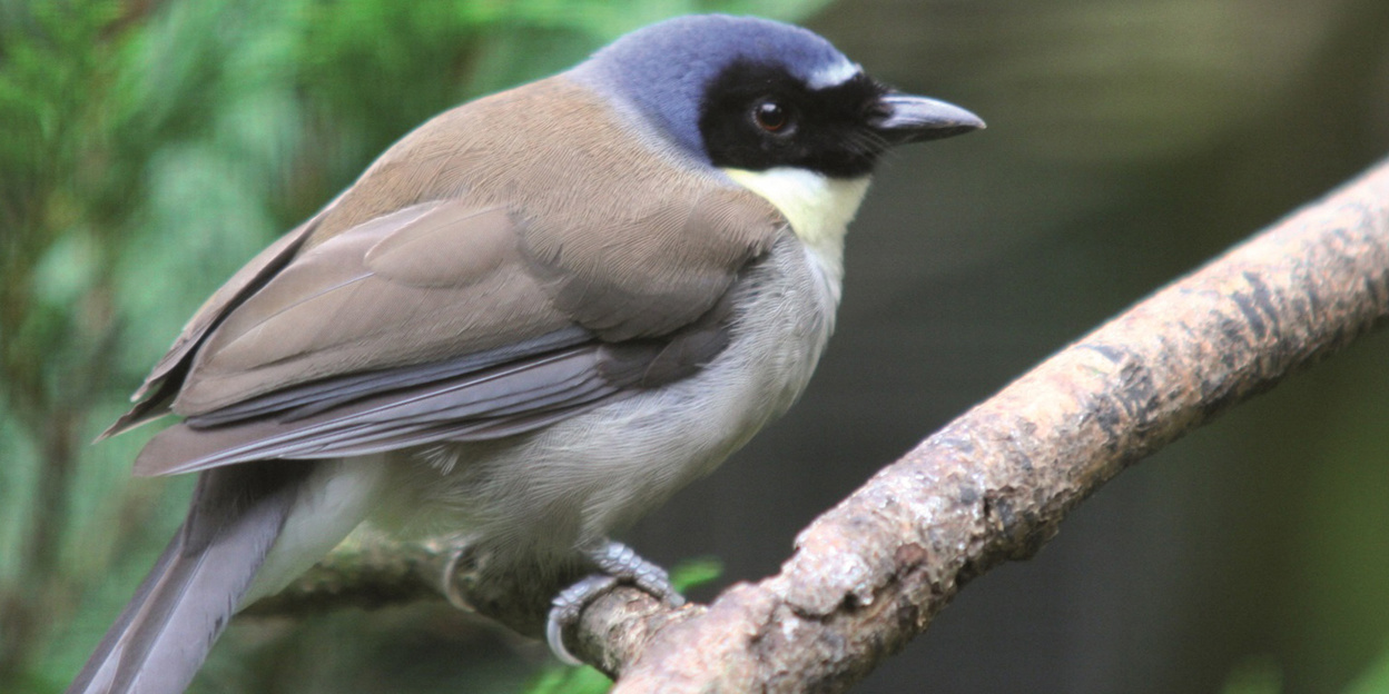 Bedreigde vogelsoort nu in de Bush