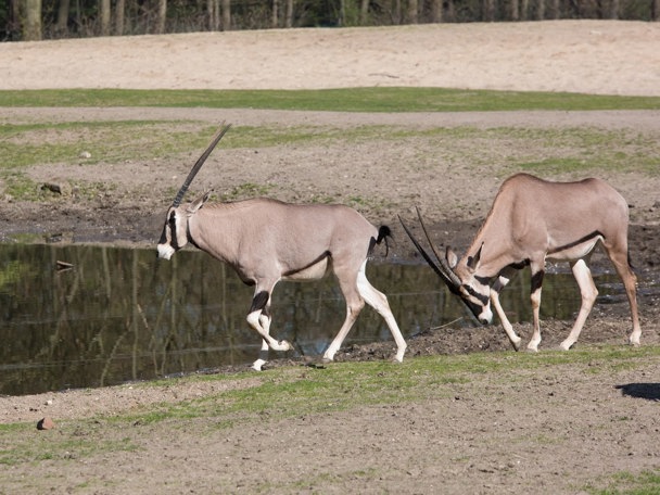 Bijzonder gedrag