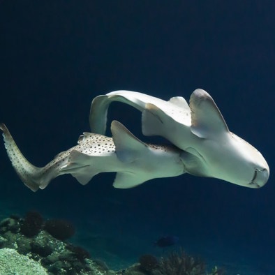 Over de voortplanting