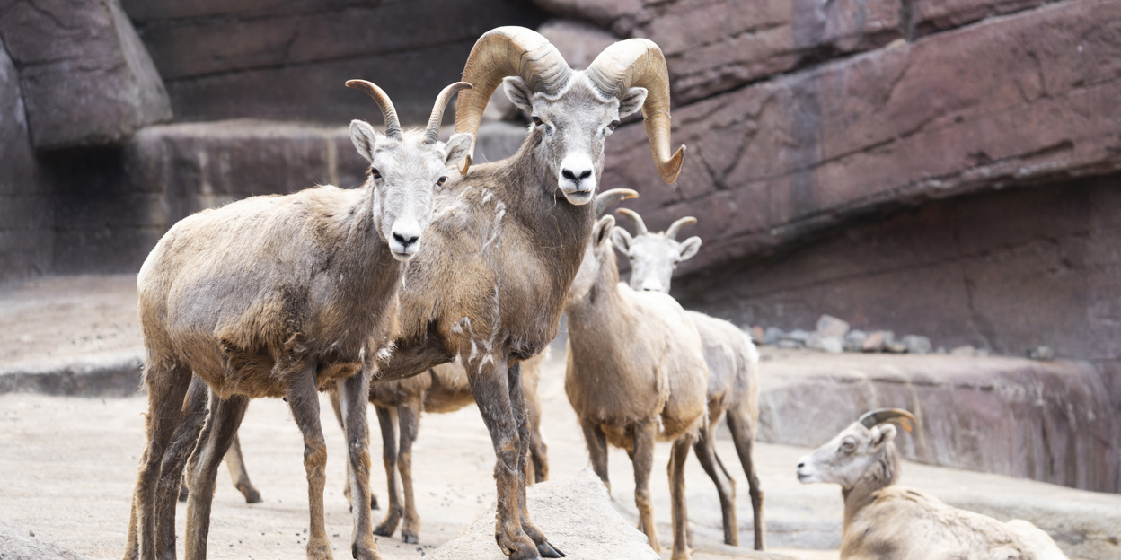 Dikhoornschaap (niet meer in Burgers' Zoo)