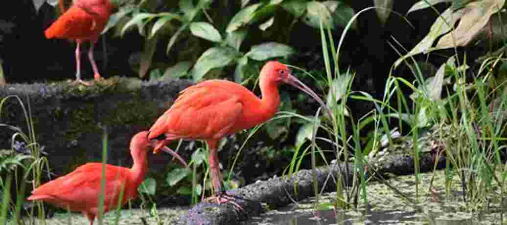 Vroege Vogelwandeling in de Bush
