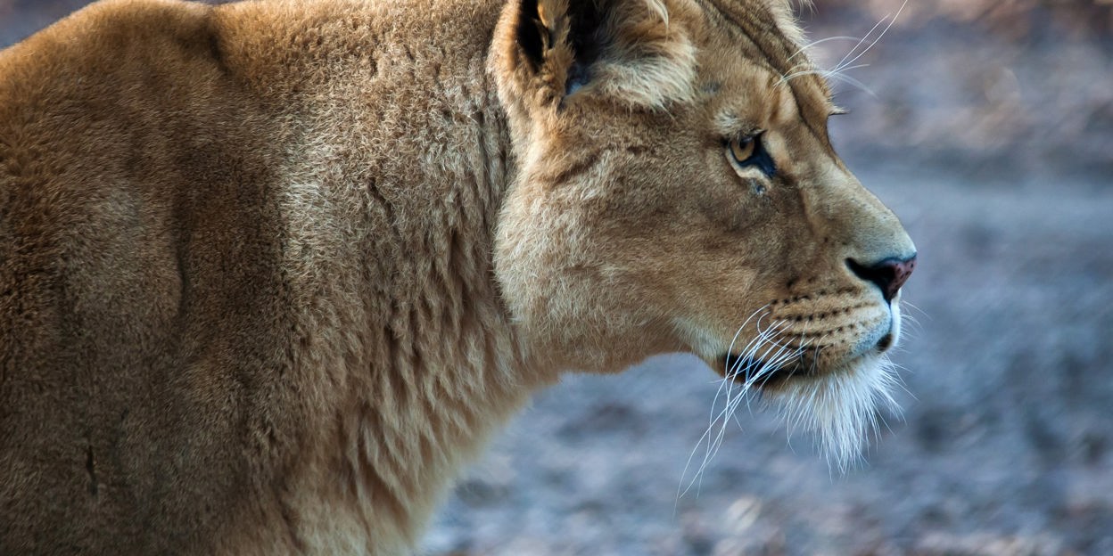 Nieuwe leeuwen | Burgers' Zoo in Arnhem