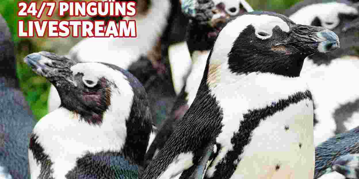 Kijk nu 24/7 live naar de pinguïns in ons park!