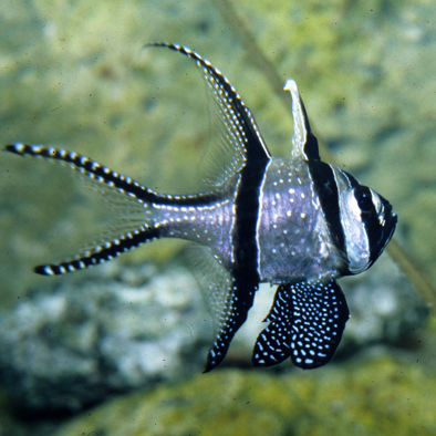 Bedreiging en bescherming