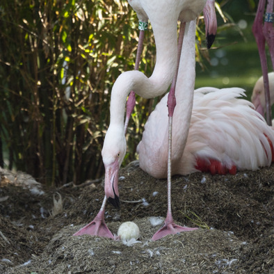 Bedreiging en bescherming