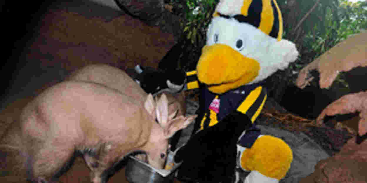 Vitesse & Burgers' Zoo bundelen de krachten