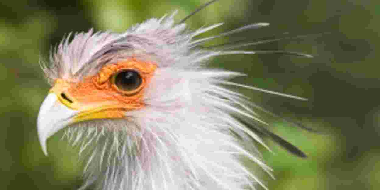Vroege Vogel Ontbijtwandeling