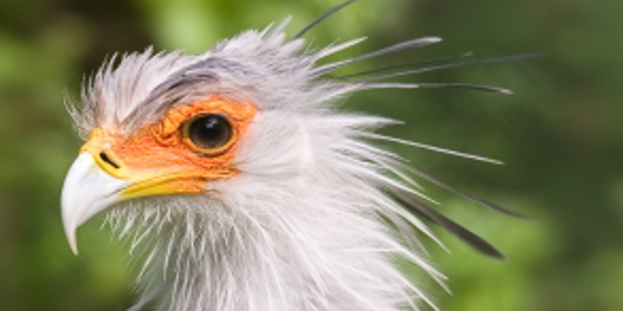 Vroege Vogel Ontbijtwandeling