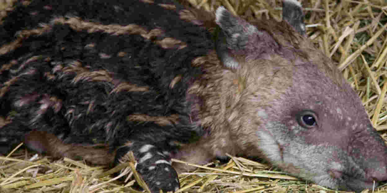 Reanimatie dierverzorgster redt pasgeboren Tapir