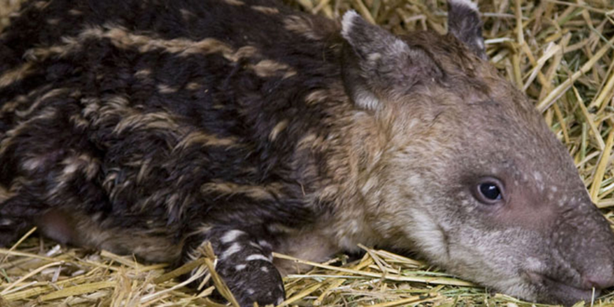 Reanimatie dierverzorgster redt pasgeboren Tapir
