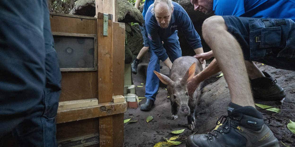 Arnhems aardvarken logeert in Keulen 