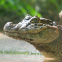 Lees meer over: Breedsnuitkaaiman