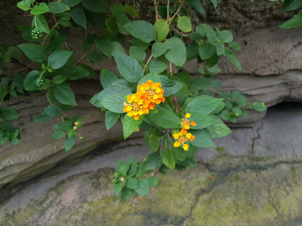 Bijzondere aanpassing aan de leefomgeving
