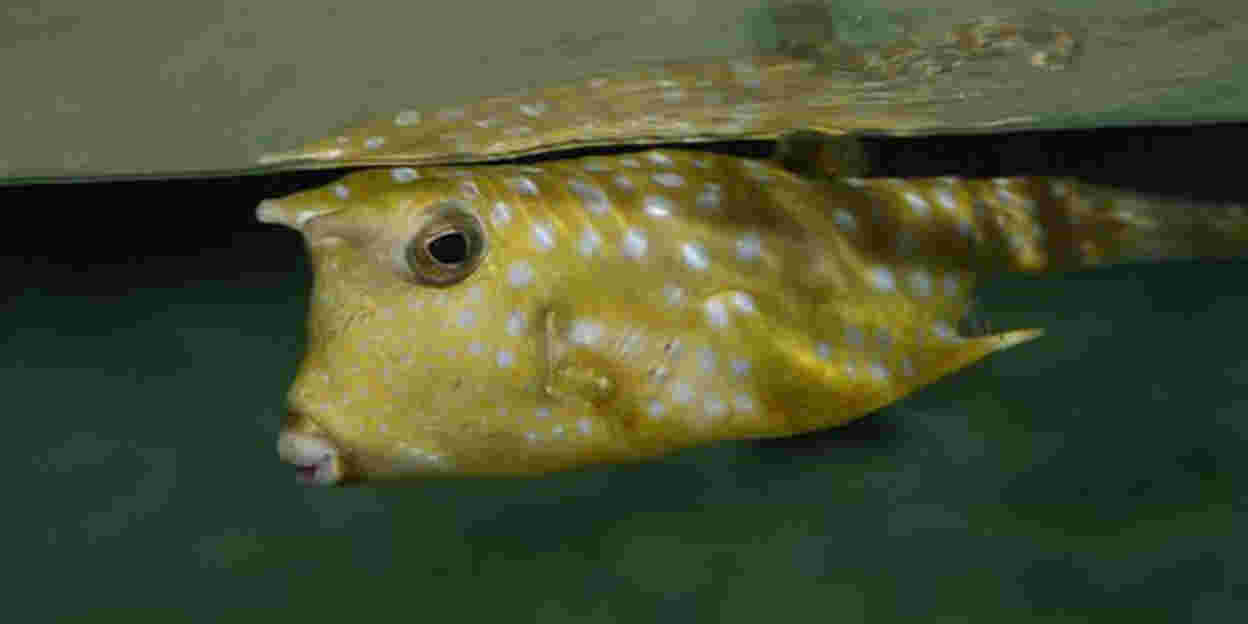 Koffervis (niet meer in Burgers' Zoo)