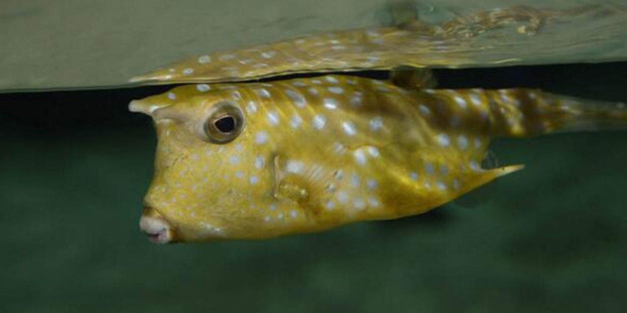 Koffervis (niet meer in Burgers' Zoo)
