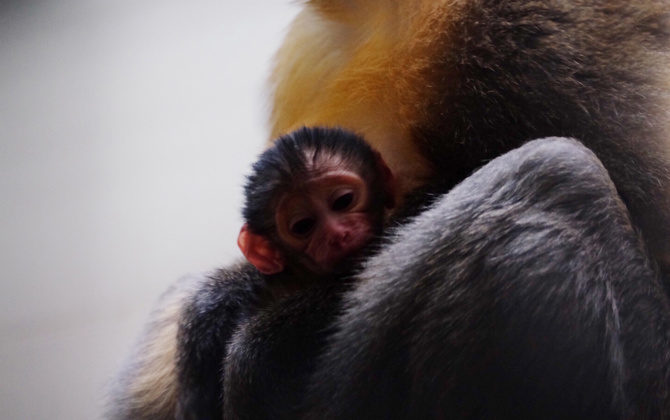 Eerste geboorte goudbuikmangabey in Burgers’ Zoo!