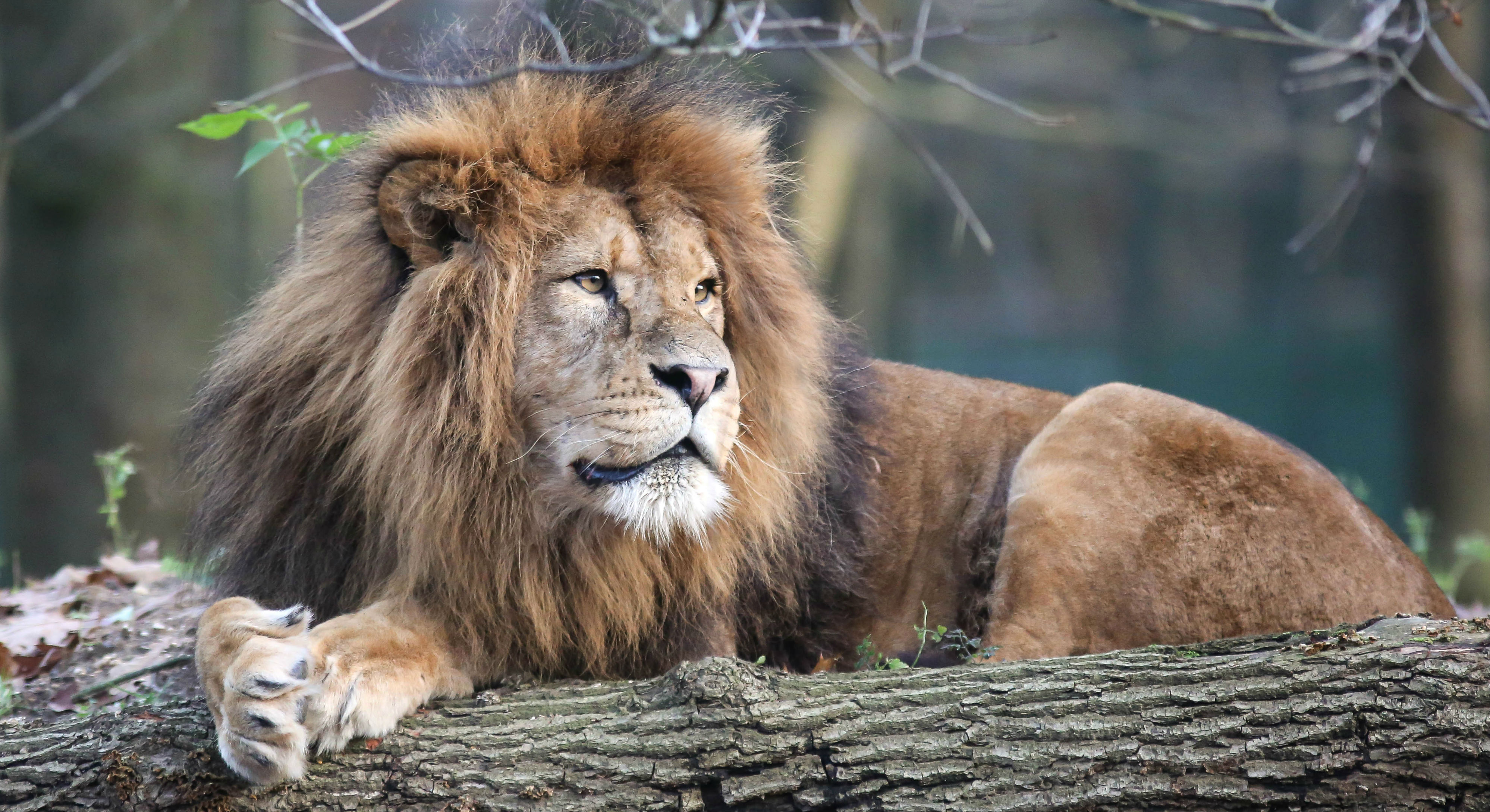 Extra toelichting tragische gebeurtenis leeuwen | Burgers' Zoo in Arnhem