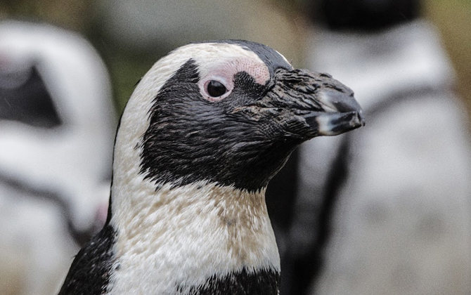 Kijk nu 24/7 live naar de pinguïns in ons park!
