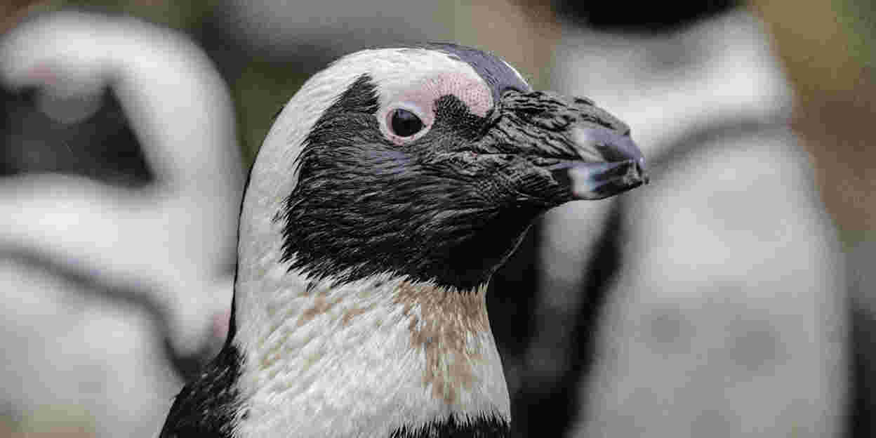 Waarom u waarschijnlijk meer last heeft van de hitte dan onze pinguïns