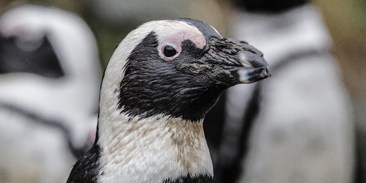 Waarom u waarschijnlijk meer last heeft van de hitte dan onze pinguïns