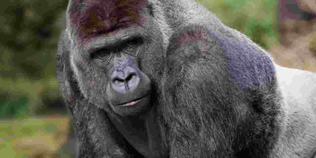 Vijf gorillamannetjes verhuizen naar Hongshan Forest Zoo
