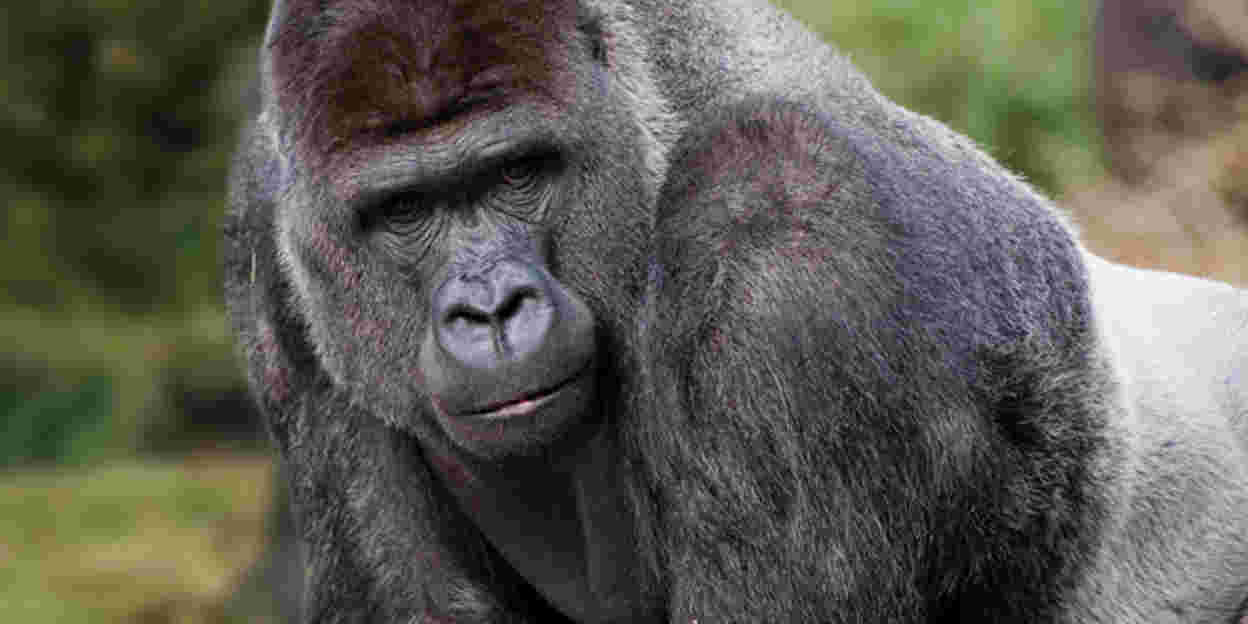 Vijf gorillamannetjes verhuizen naar Hongshan Forest Zoo