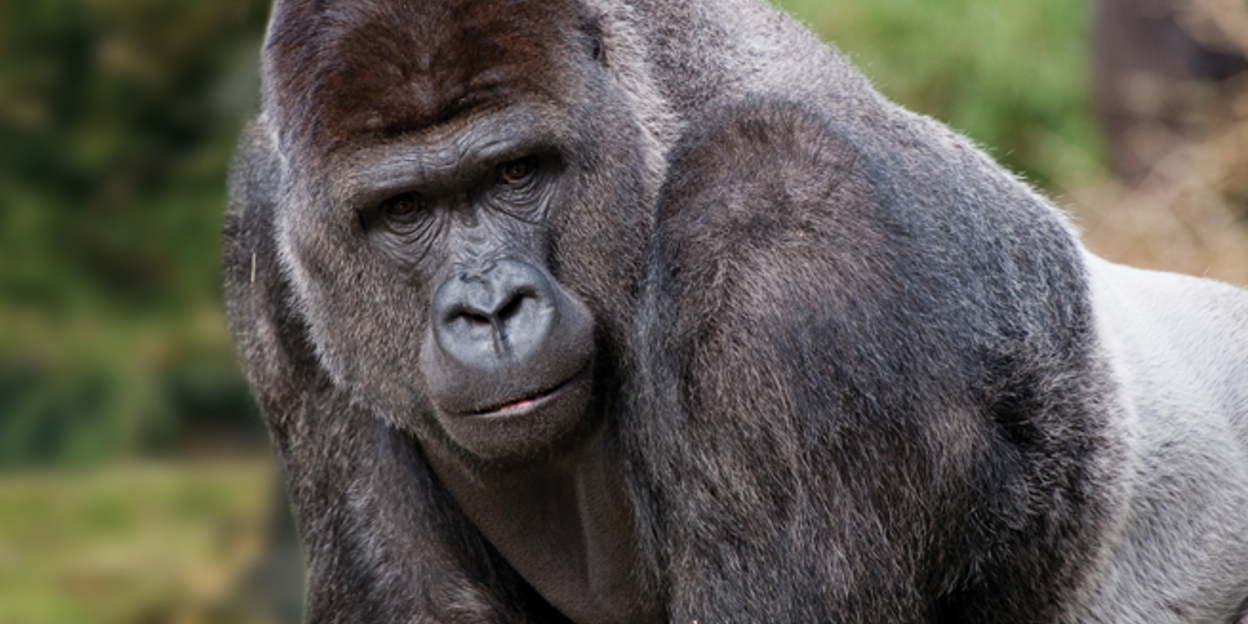 Vijf gorillamannetjes verhuizen naar Hongshan Forest Zoo