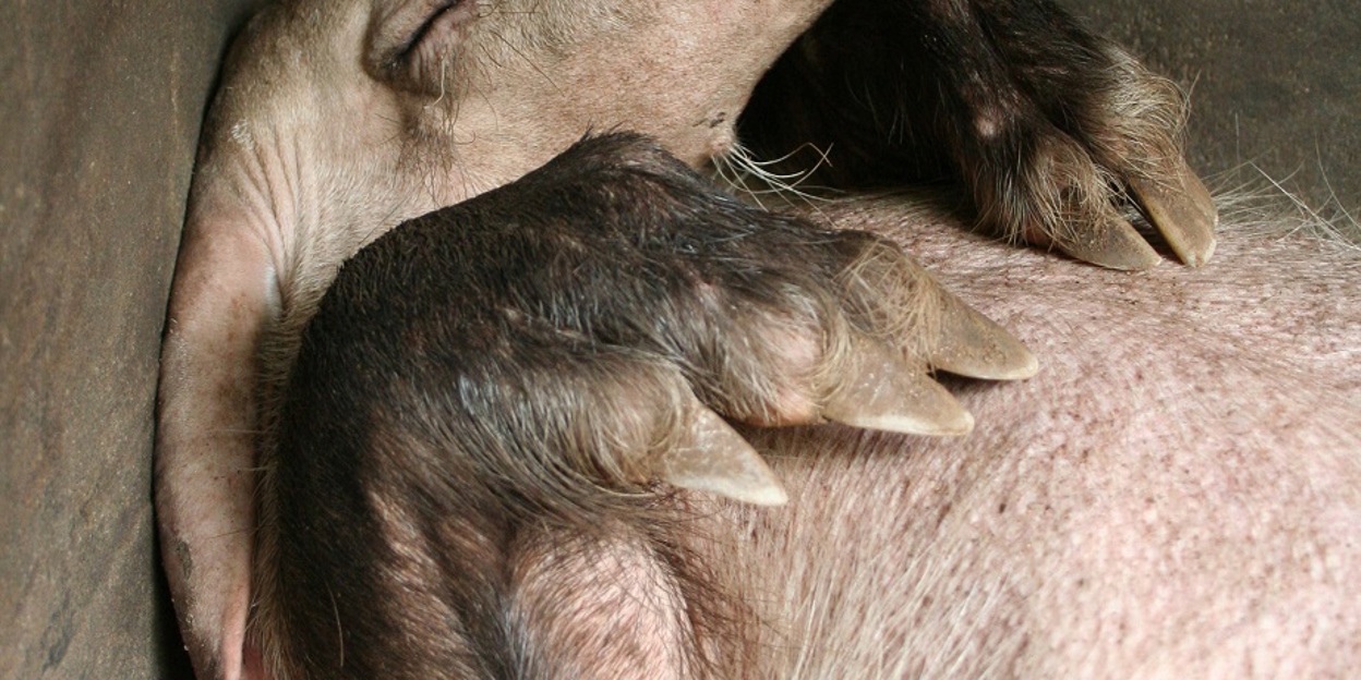 Het aardvarken een handje helpen