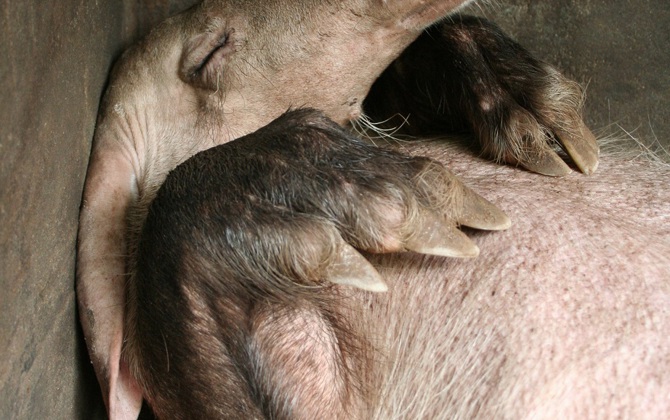 Het aardvarken een handje helpen