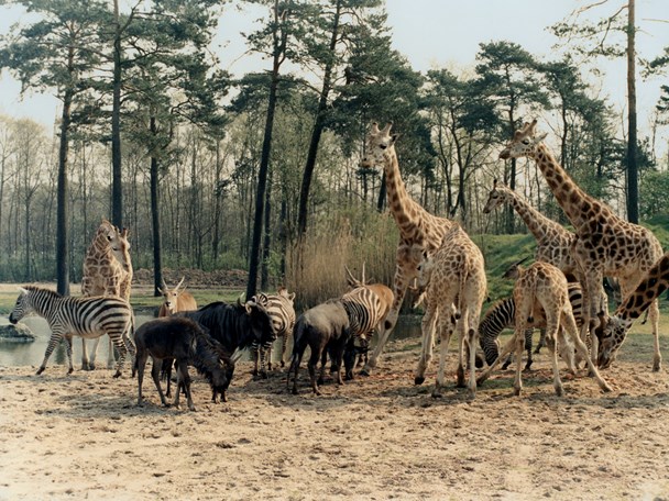 Eerste safaripark in Europa