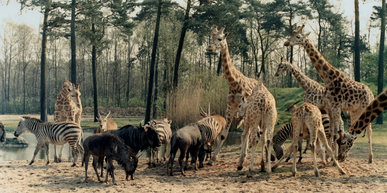 Natuurbehoud: EAZA en de One Plan Approach